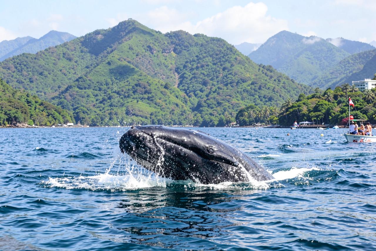 Samaná: Whale Watching and Cayo Levantado view 1